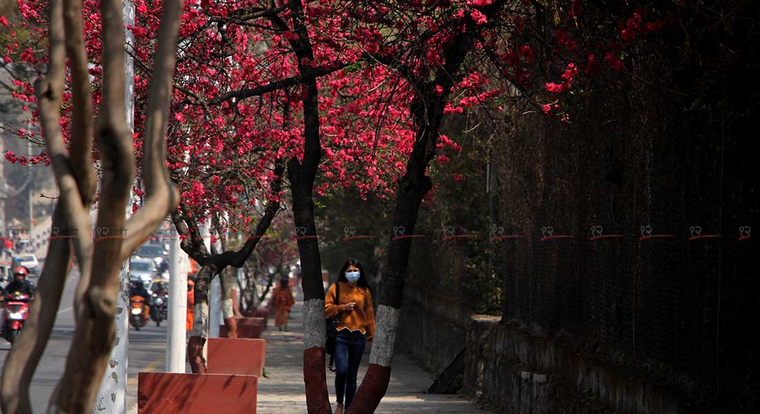 वसन्त ऋतुको स्वागतमा चेरी फुल्यो (तस्बिरसहित)