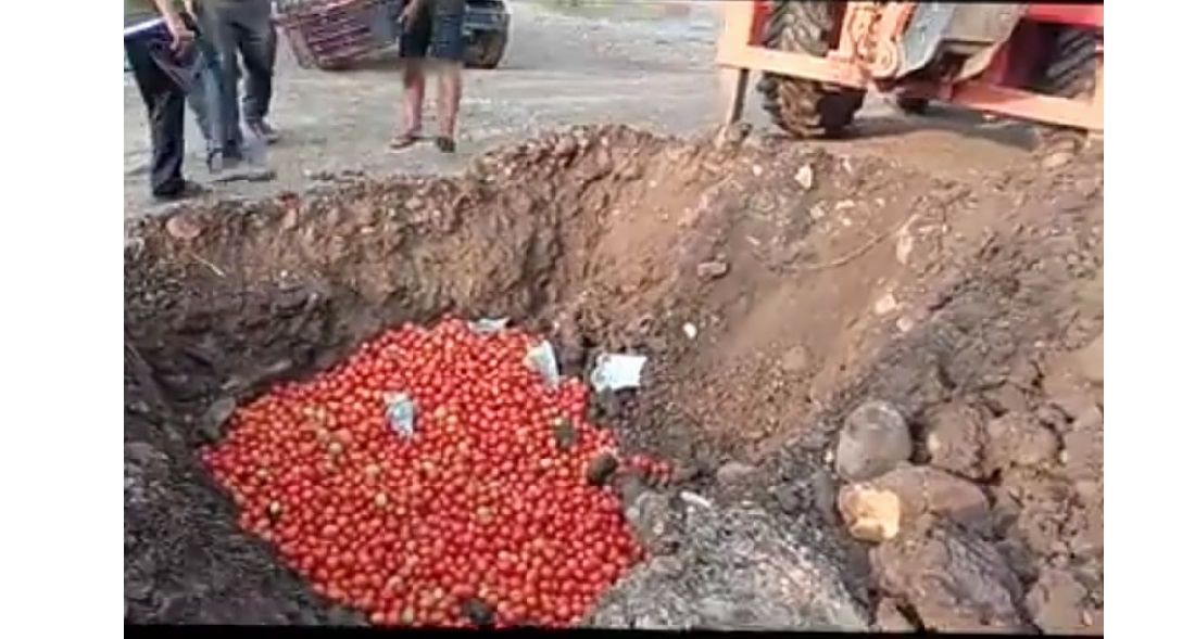  ९२ हजार १२५ किलो टमाटर नष्ट गरियो