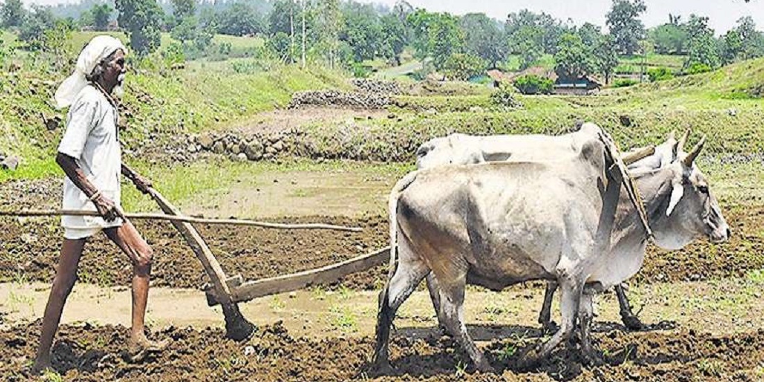 खेतीको समयमा मल नपाइने किसानको चिन्ता