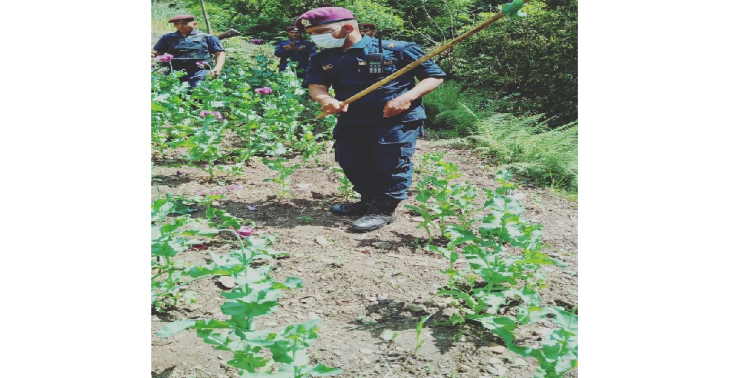 २ रोपनीमा लगाएको अफिम खेती नष्ट