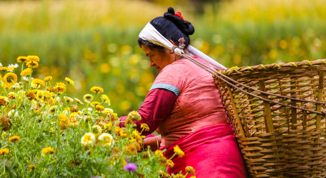 बजार नपाउँदा बारीमै सुके फूल (फोटो फिचर)