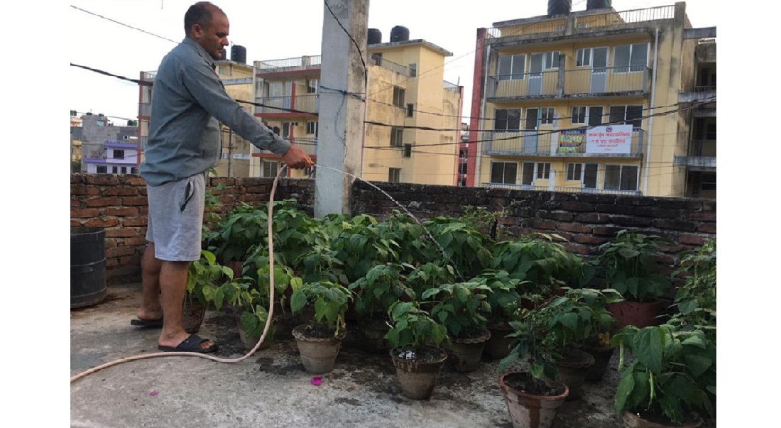 यसरी उत्पादन गर्न सकिन्छ आफ्नै कौसीमा अर्ग्यानिक तरकारी