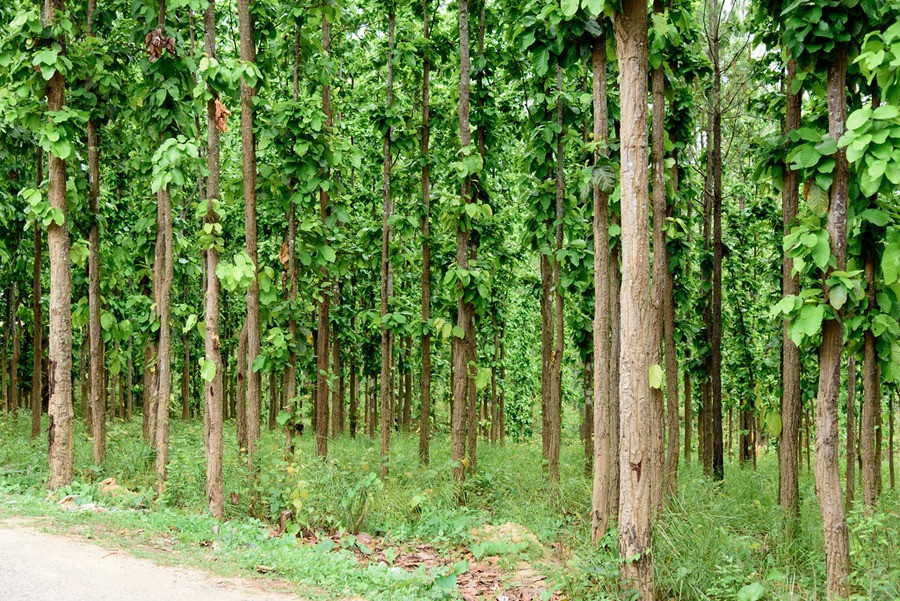 वैज्ञानिक वन व्यवस्थापनअन्तर्गत रुख कटानीको विरोध