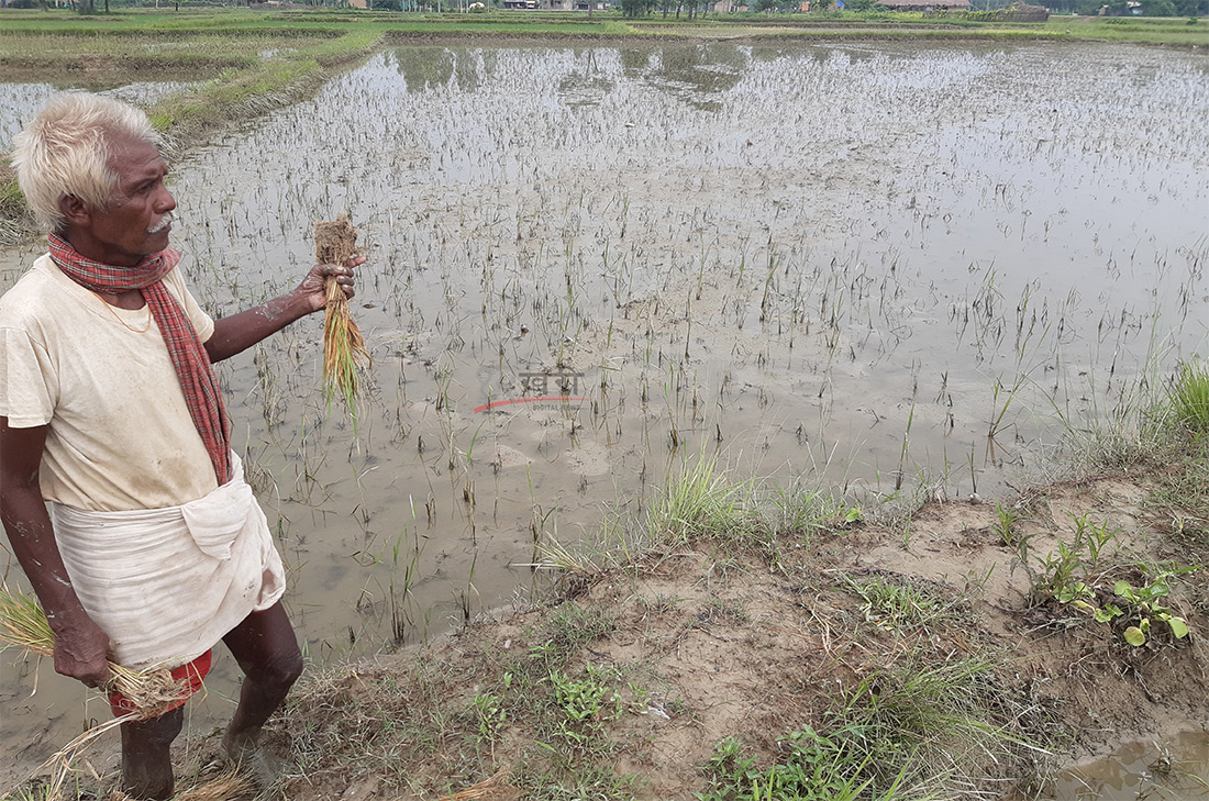 बाढीले बगायो रोपो, किसान भन्छन्– मलबिनै डुबेको धानमा कसरी लाग्ला बाला ?