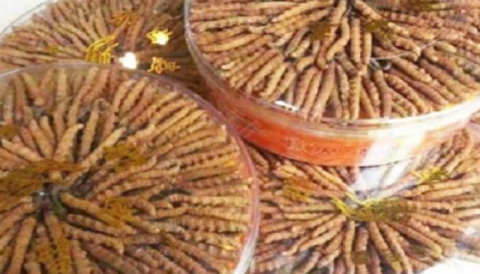 यार्सागुम्बा बरामद