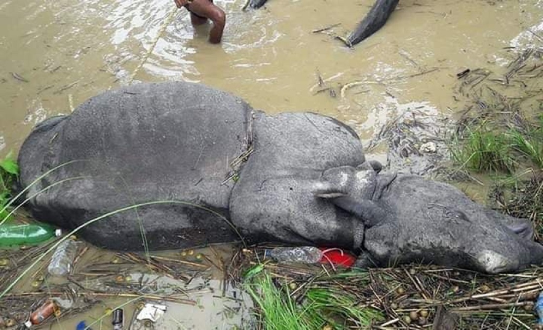 टाउकोमा दुईवटा प्वाल भएको अवस्थामा गैंडा मृत फेला 