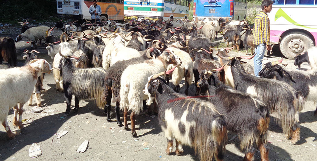 यसपालि दसैंमा खसीबोकाको मूल्य नबढ्ने