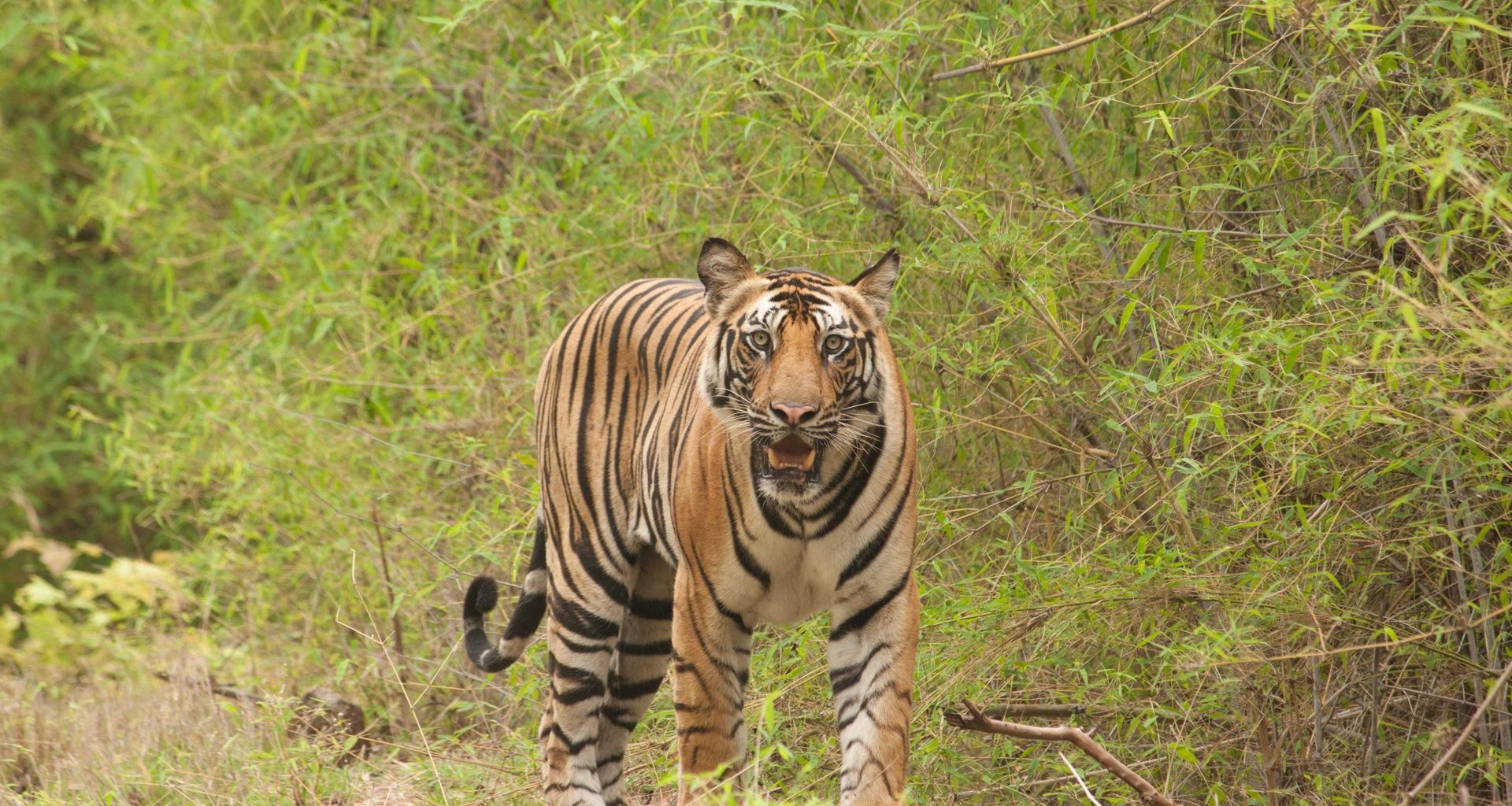 मान्छे मार्ने बाघ नियन्त्रणमा