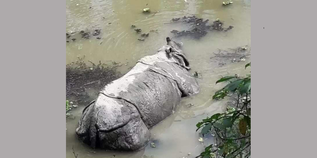 चितवन राष्ट्रिय निकुञ्‍जमा एकैदिन दुई गैंडा मृत फेला  