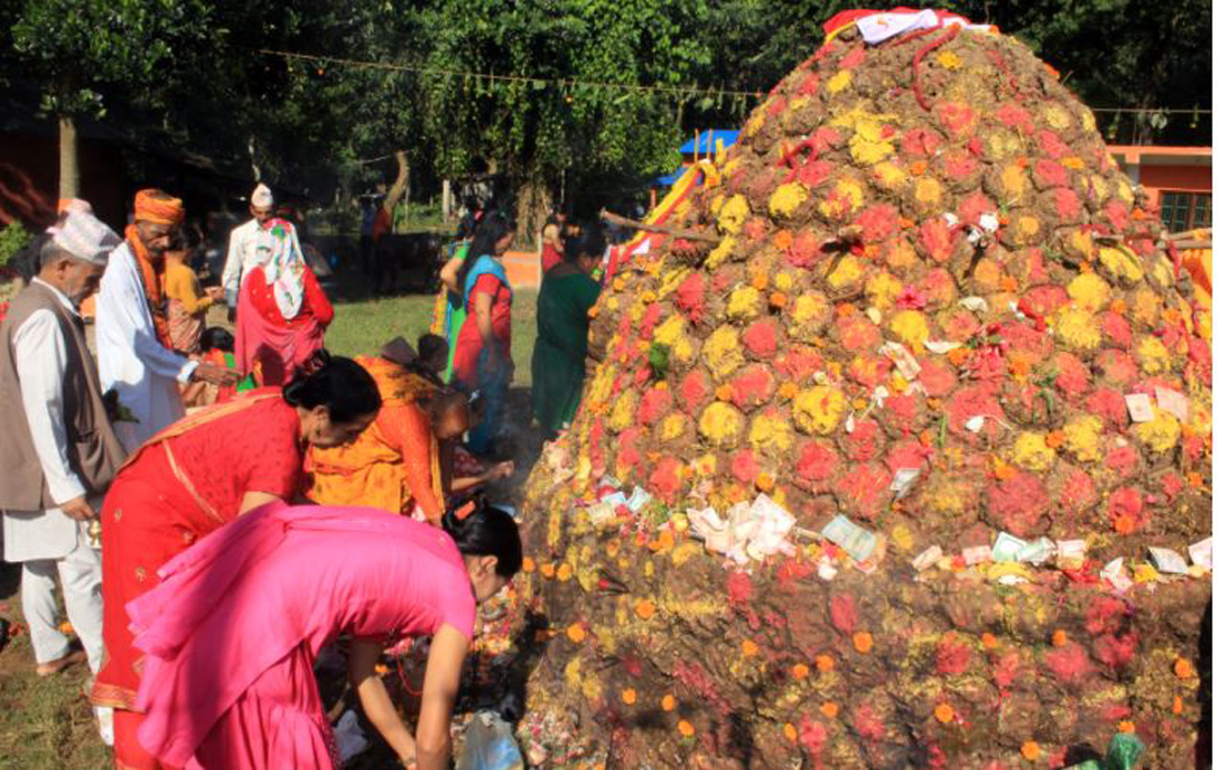 तिहारको चौथो दिन आज गाई, गोरु र हली तिहार मनाइँदै