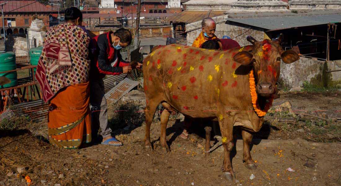 यसरी पुजियो गौ माता ! (फोटो फिचर)