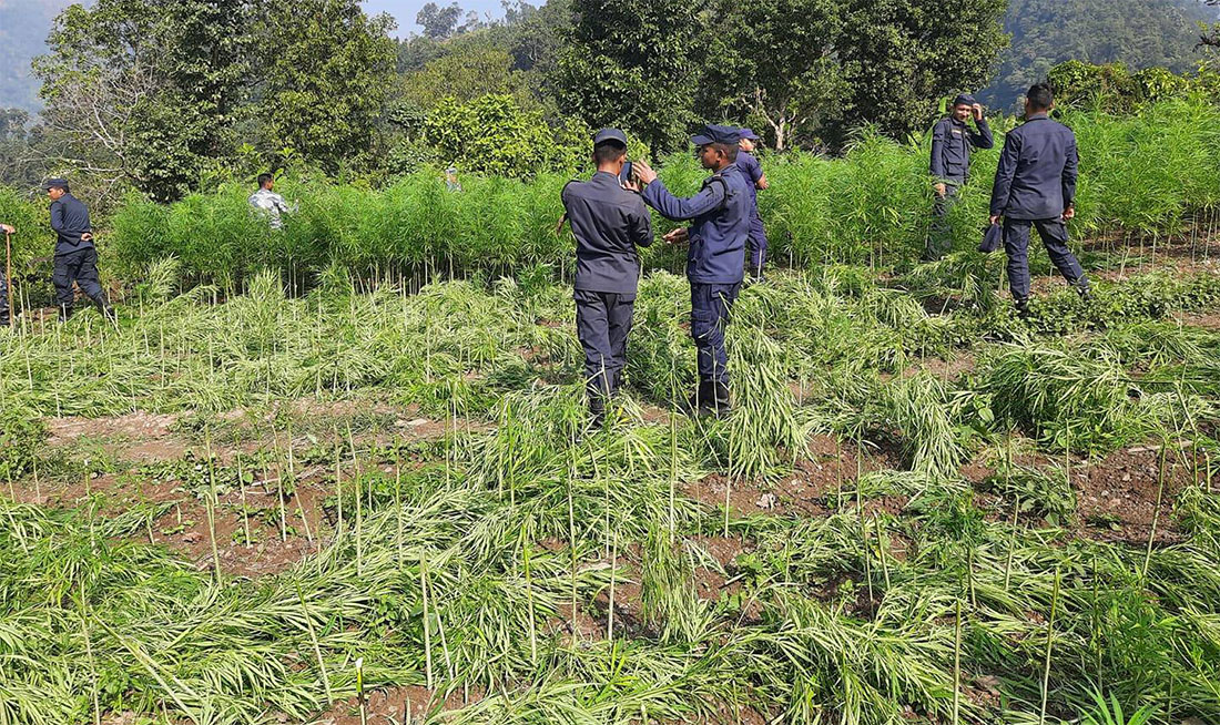 ५० बिघामा लगाइएको गाँजा प्रहरीद्वारा नष्ट