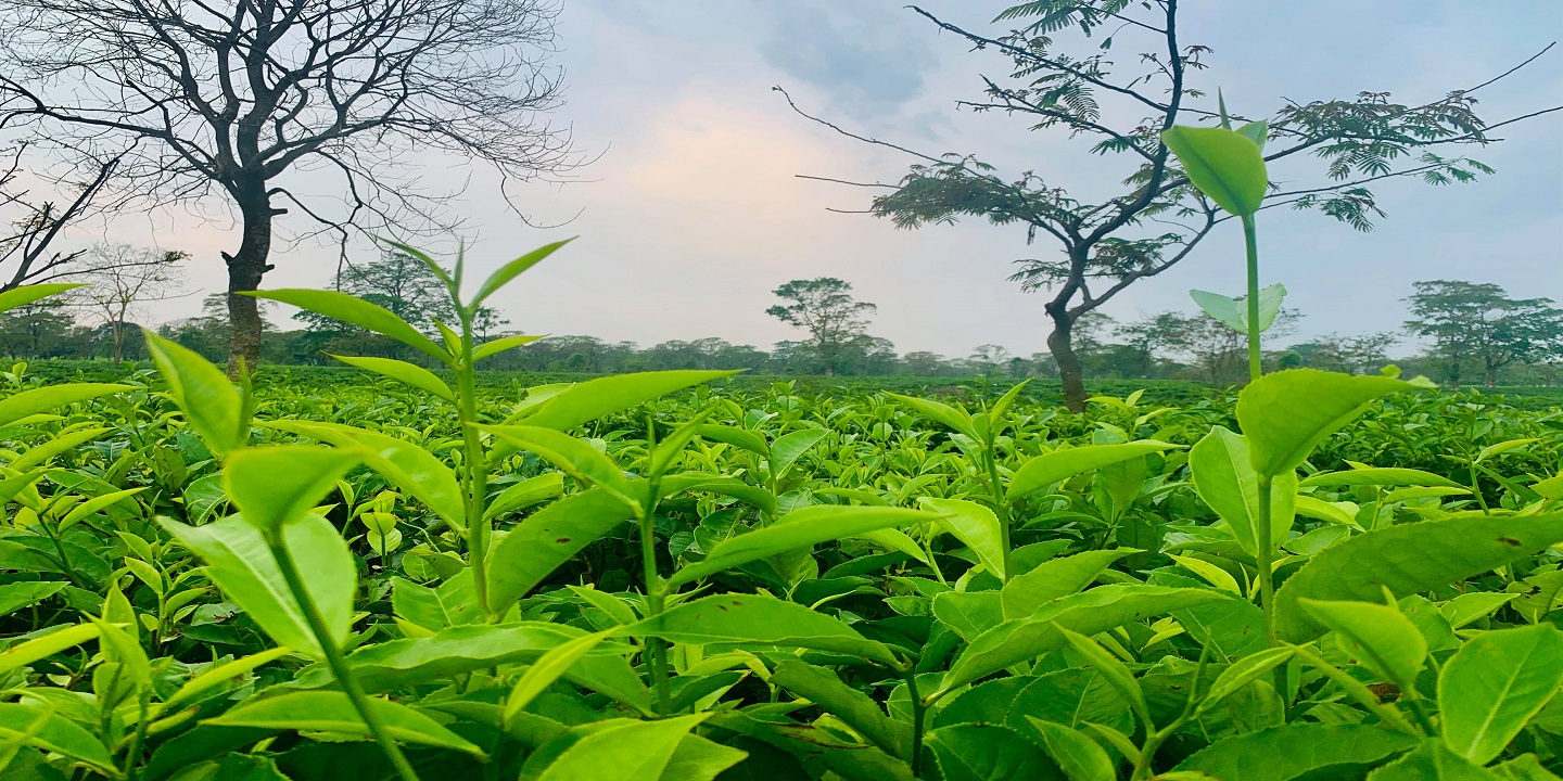 नेपालमै चिनिँदैन अर्थोडक्स चिया