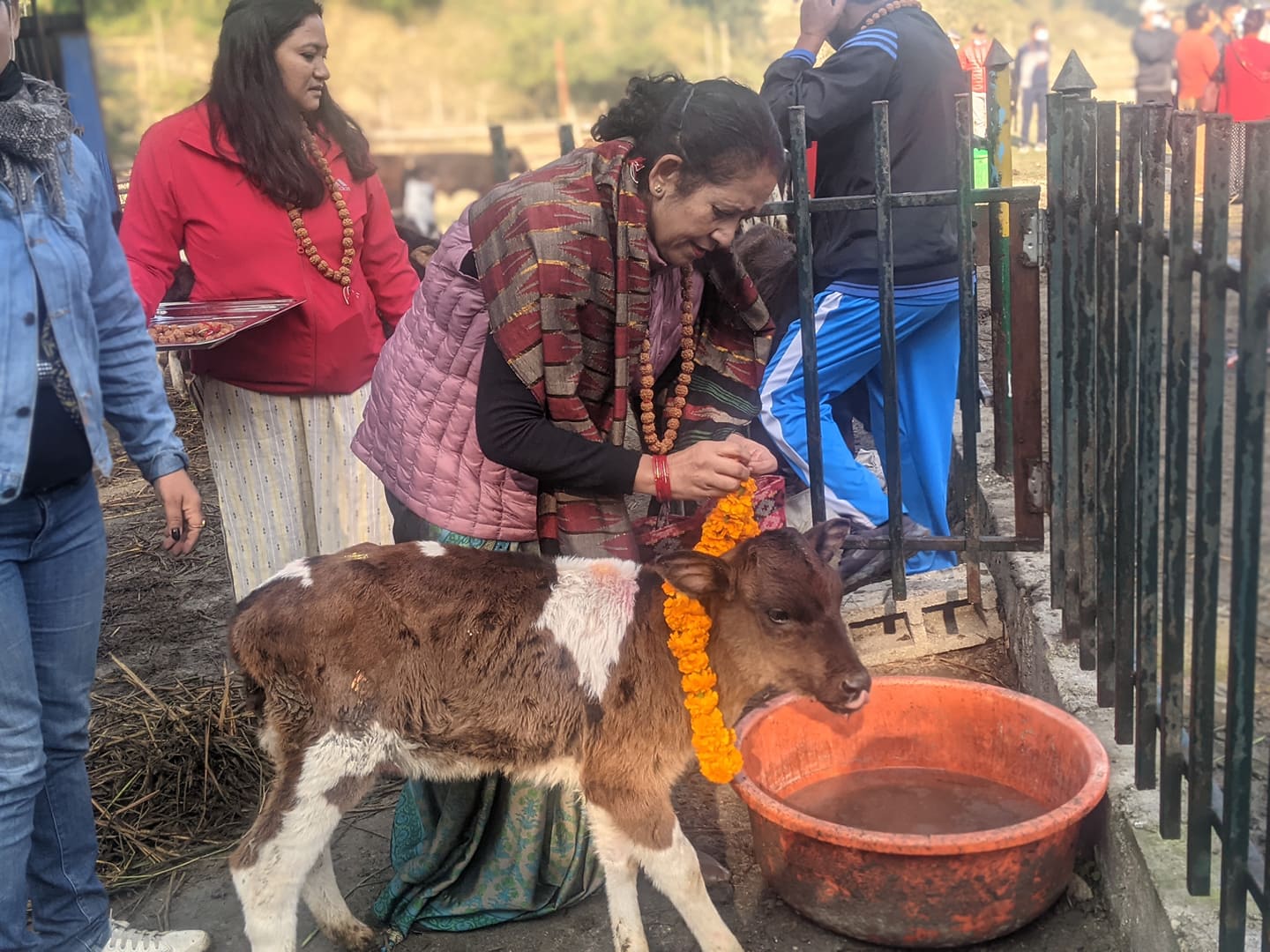 छाडा गाईबाच्छाको आश्रयस्थलमा यसरी गरियो गाईगोरू पूजा (तस्बिरहरू)