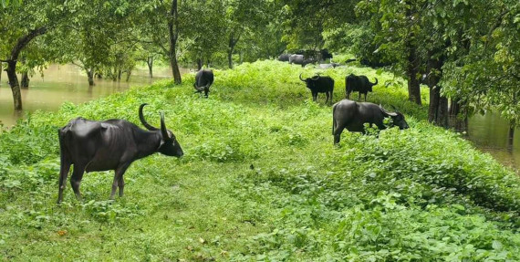 सुक्खा ठाउँमा अर्ना