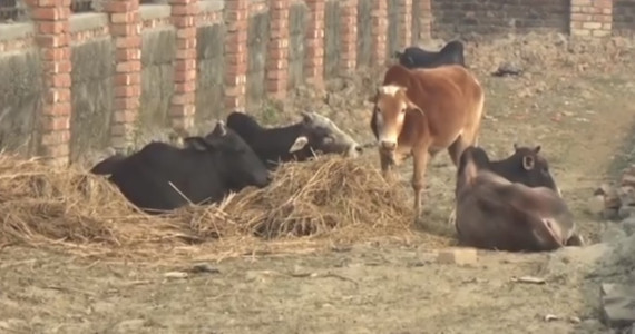 आरक्ष क्षेत्रमा छाडिएका साँढे फिर्ता लैजान विराटनगर महानगरलाई ताकेता