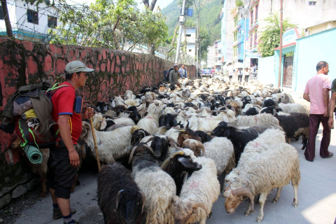 दसैँका लागि आजदेखि खसी, बोका र च्याङ्ग्रा बिक्री 