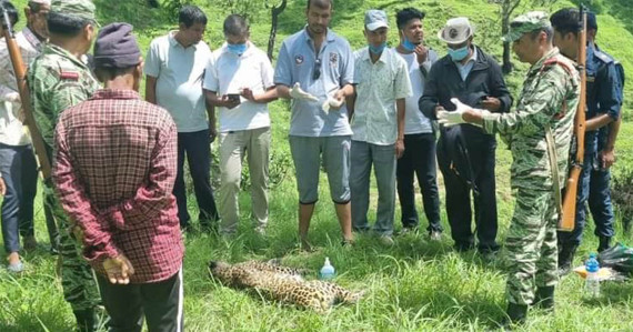 डडेल्धुरामा मृत चितुवा फेला