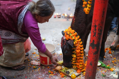 गाई पूजा (तस्बिरहरू)