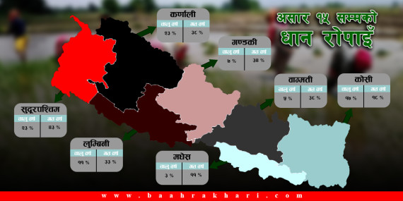 पानी नपर्दा गत वर्षको तुलनामा आधा रोपाइँ