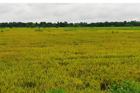 धानबाली