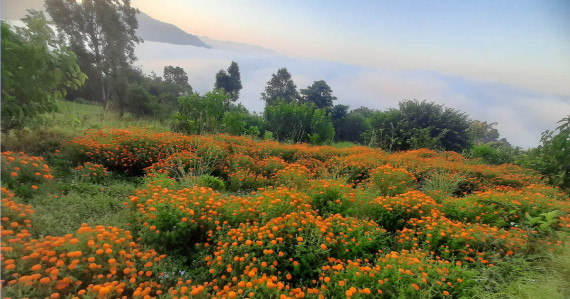 पोखरालाई फूलको चिन्ता छैन, मालाको मूल्य पोहरभन्दा आधाले सस्तो हुने !