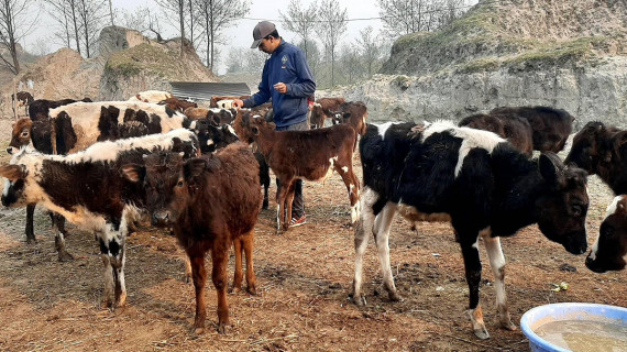 जो निषेधाज्ञामा छाडा गाईबाछा संरक्षणमा व्यस्त छन् 