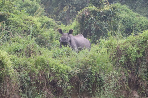 चितवनमा गैँडाको आक्रमणबाट दुईजना घाइते