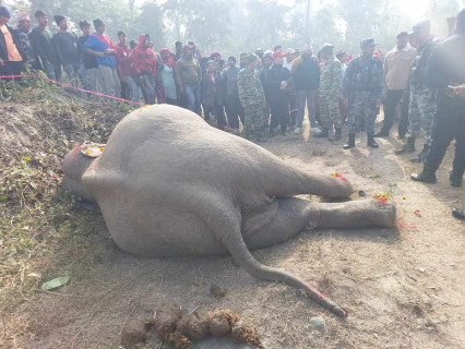 सुन्दरहरैंचाको वनमा जंगली हात्ती मृत फेला