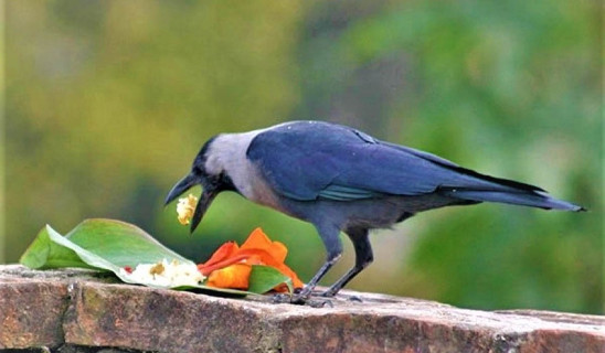 आज काग तिहार, कागलाई मीठो–मीठो खान दिएर मनाइँदै