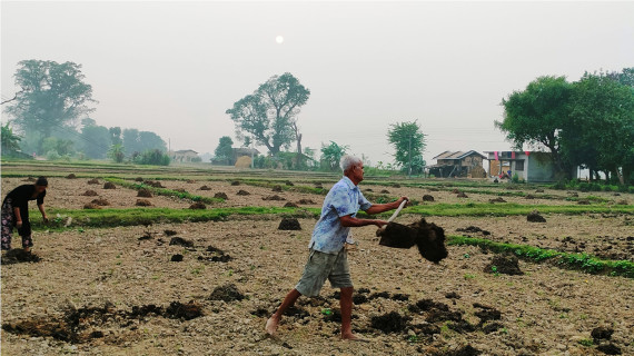 गोठेमलको छर्दै गरेका किसान