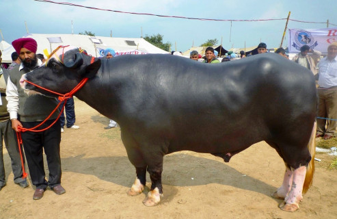 भारतको उपहार मुर्रा राँगा आज नेपाल आइपुग्दै 