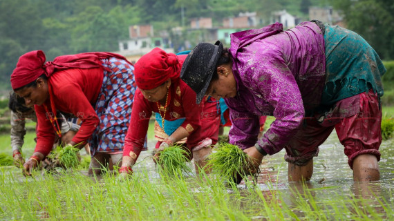 मनसुन अझै सक्रिय बनेन, असार सकिँदा ६८ प्रतिशत मात्र धान रोपाइँ