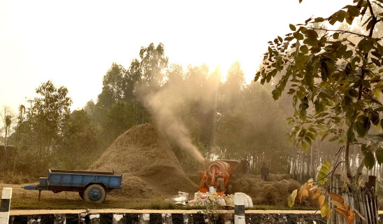 धान भित्र्याउँदै किसान