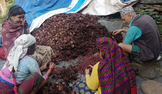 अलैँची उत्पादनमा वृद्धि, एकै वर्षमा ६ करोडको कारोबार