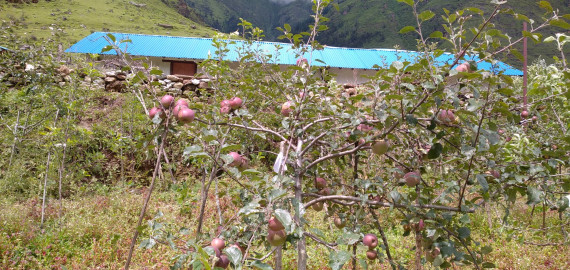 ढोरपाटन क्षेत्रमा स्याउ उत्पादनमा कमी