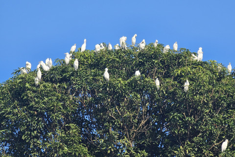 बकुल्ला