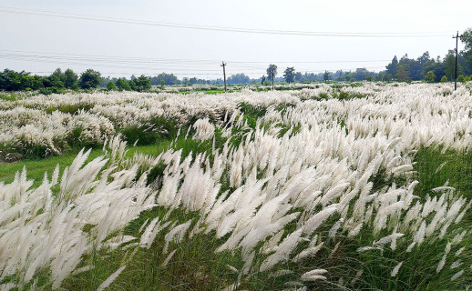 वन काँश