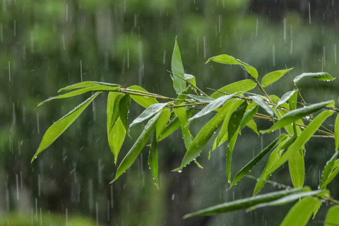 ६ घण्टामा पूर्वका यी स्थानमा मध्यमदेखि भारी वर्षा