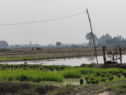 चैते धान रोपाइँको चटारो (तस्बिरहरू)