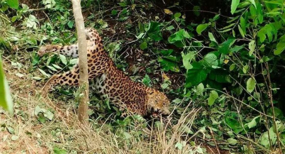 जलजलामा बिरामी चितुवाको उद्धार