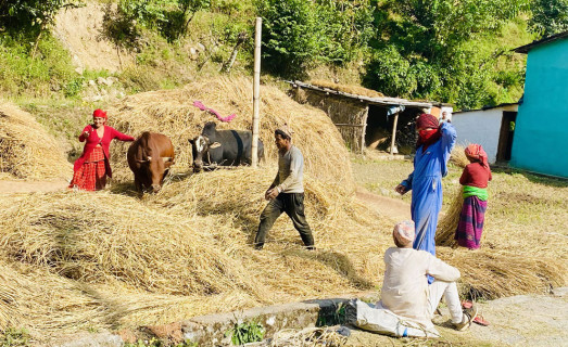 पोखरामा आजदेखि दाइँ महोत्सव