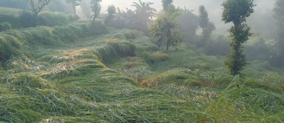 असिनाले धानबाली नष्ट हुँदा कृषक चिन्तित