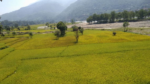 पशु तथा बालीधनको संरक्षणको अनुदानका लागि ९५ करोड विनियोजन