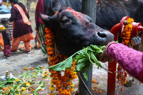 गाई पूजा