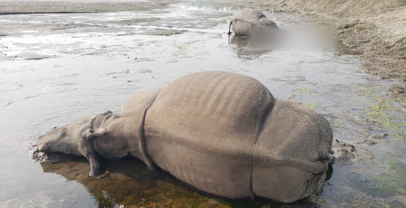 गैंडा शिकारीकहाँ प्रहरी जब ४० लाख बोकेर पुग्यो...