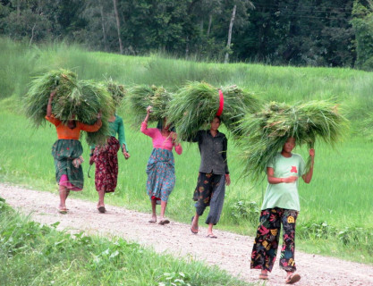 घाँस बोकेर घरतर्फ