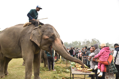 सौराहामा हात्तीलाई वनभोज 