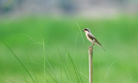 भक्तपुरमा देखियो नयाँ चरा