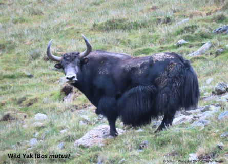 शे–फोक्सुन्डो राष्ट्रिय निकुञ्जमा भेटियो दुर्लभ जंगली याक